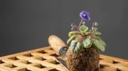 Comment réaliser un Kokedama&nbsp;?