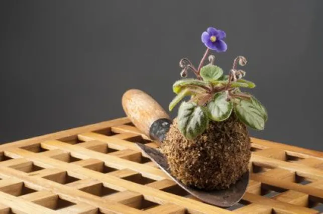 Comment réaliser un Kokedama ?