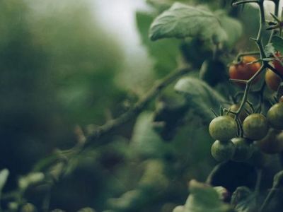 Comment reconnaitre le mildiou dans le jardin ?