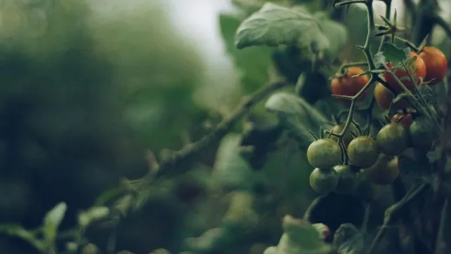 Comment reconnaitre le mildiou dans le jardin ?