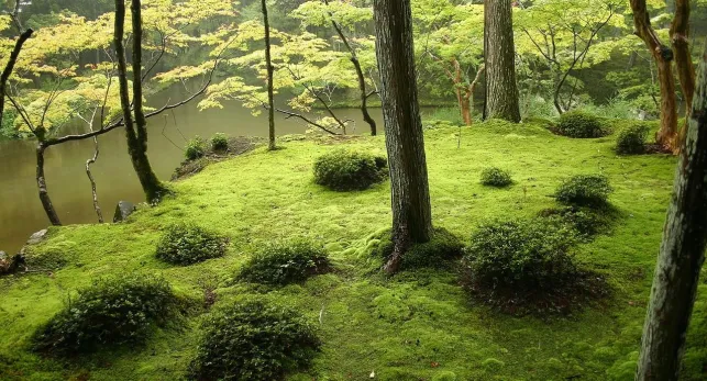 Le jardin de mousse du temple Saiho-ji de Kyoto