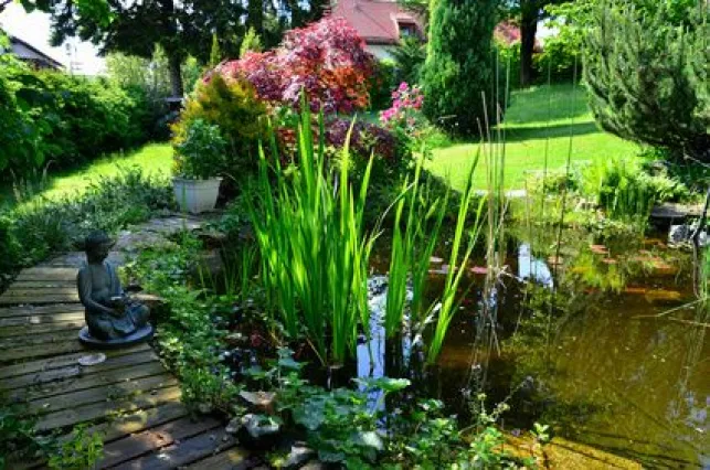 Comment se débarrasser de la prêle dans un jardin