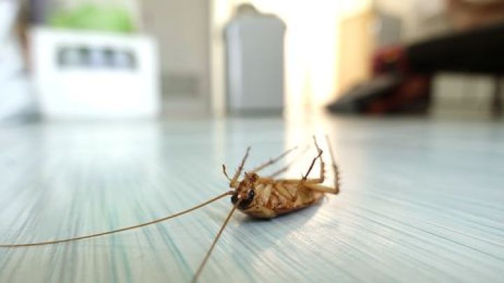 Comment se débarrasser des cafards ? Comment se débarrasser des cafards ?