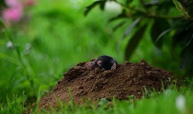 Comment se débarrasser des taupes de jardin ?