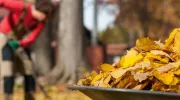 Comment utiliser les feuilles mortes au jardin&nbsp;?