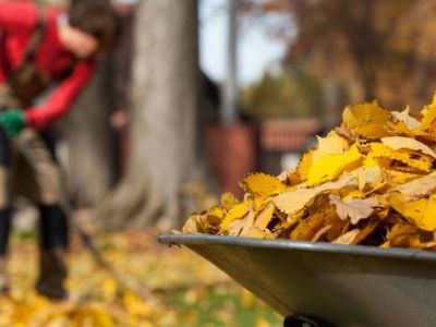 Comment utiliser les feuilles mortes au jardin ?