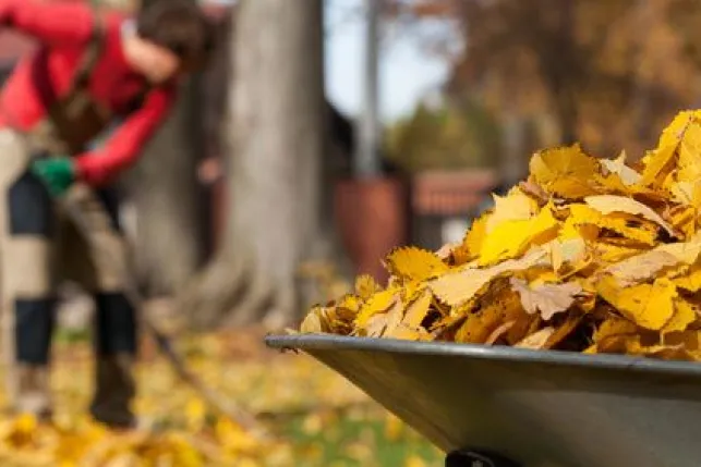 Comment utiliser les feuilles mortes au jardin ?