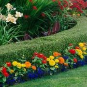 Créer un jardin à la française