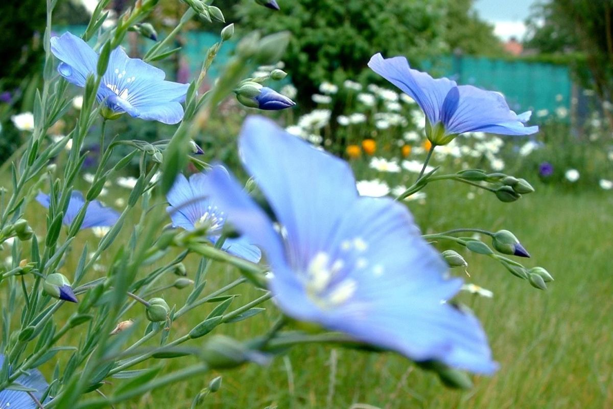 Créer Un Jardin Exotique Sous Nos Climats
