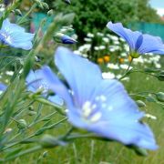 Créer un jardin rustique et chic