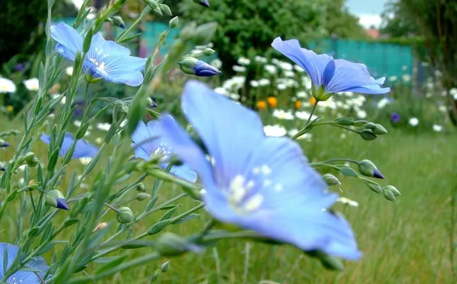 Créer un jardin rustique et chic