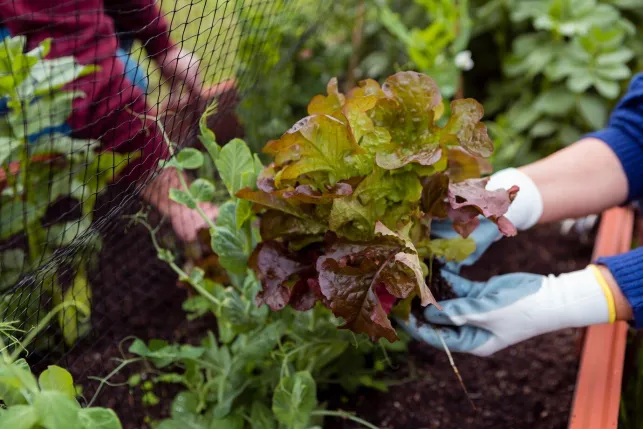 Créer un potager d’hiver : conseils pratiques