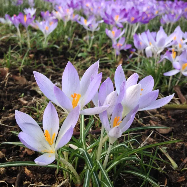 Petite fleur violette bulbeuse, le crocus donnera des airs de printemps à vos pelouses et jardinières