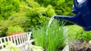 Cultiver des plantes aromatiques dans un jardin