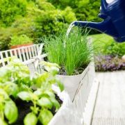 Cultiver des plantes aromatiques dans un jardin