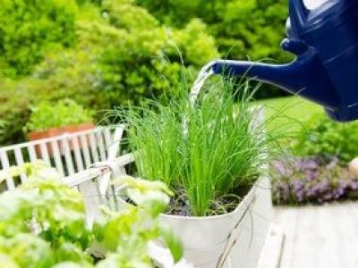 Cultiver des plantes aromatiques dans un jardin