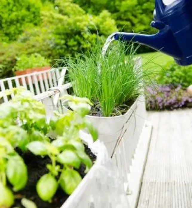 Cultiver des plantes aromatiques dans un jardin