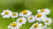 Cultiver des plantes médicinales dans votre jardin