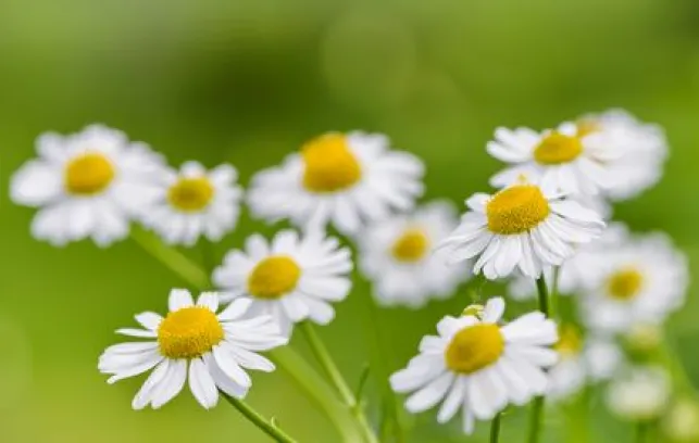 Cultiver des plantes médicinales dans votre jardin