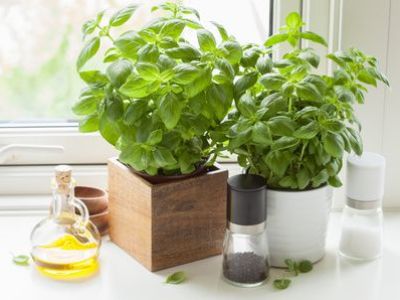 Cultiver les plantes aromatiques dans sa cuisine