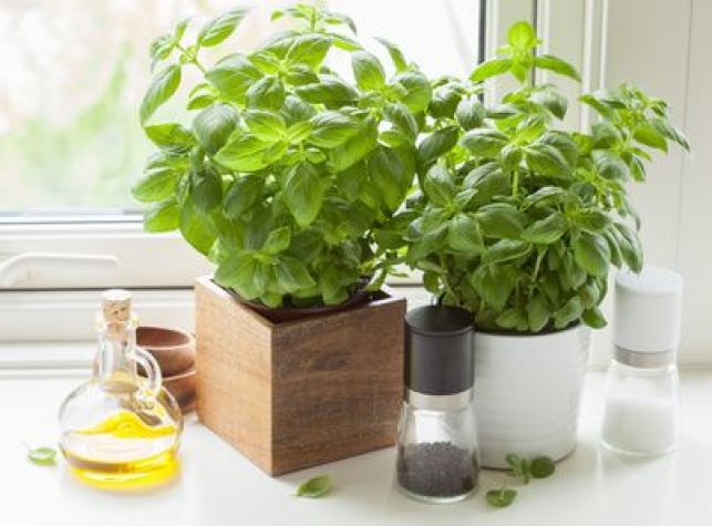 Cultiver les plantes aromatiques dans sa cuisine