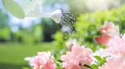 Découverte d’une source d’eau dans son jardin