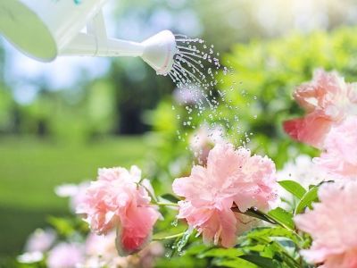 Découverte d’une source d’eau dans son jardin