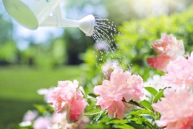 Découverte d’une source d’eau dans son jardin