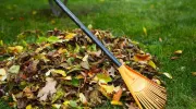 Défricher un jardin à l’abandon