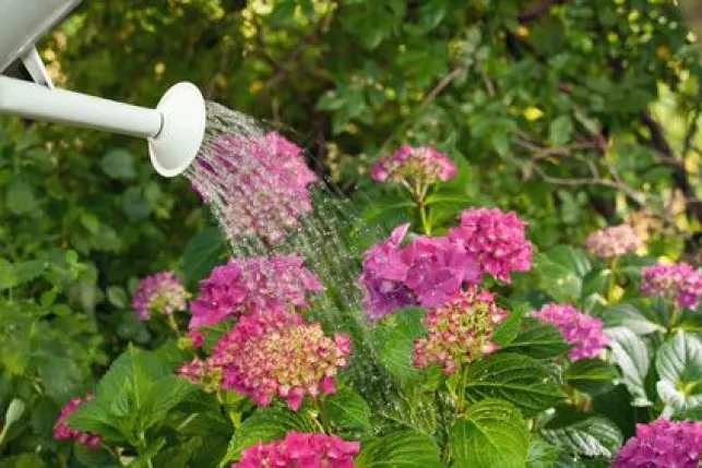 Déplacer un hortensia : quand et comment le transplanter ?