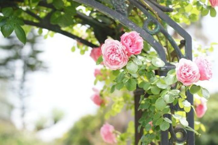 Déraciner et déplacer des rosiers Déraciner et déplacer des rosiers