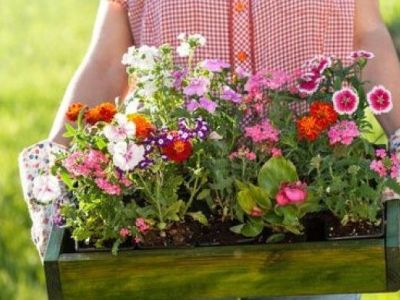 Des bulbes forcés pour des fleurs toute l’année