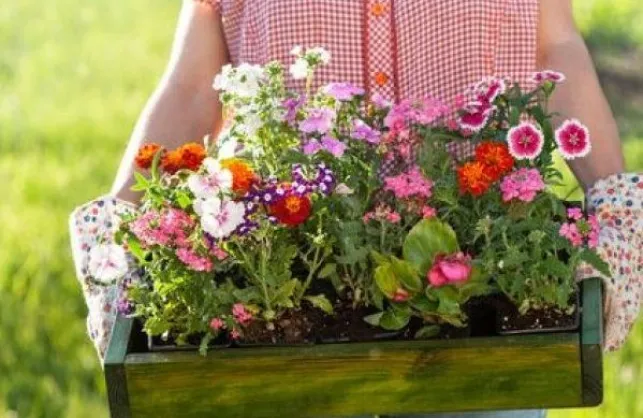 Des bulbes forcés pour des fleurs toute l’année