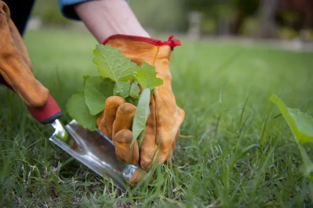 Rendez votre jardin propre pour un hiver serein