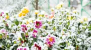 10 plantes qui résistent au froid