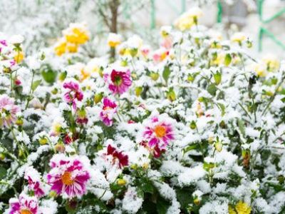 10 plantes qui résistent au froid