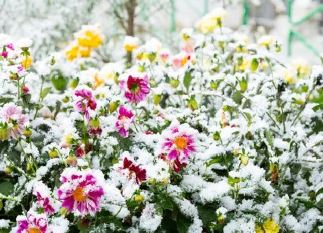 Dix plantes qui résistent au froid