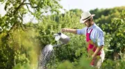 Du fumier pour améliorer votre jardin potager