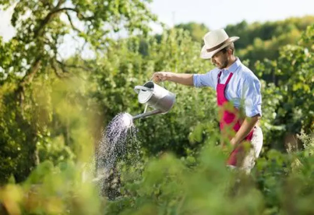 Du fumier pour améliorer votre jardin potager