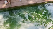 Eau de piscine verte : que faire&nbsp;?