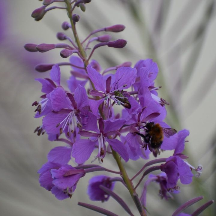 Gracieuse et aérée avec sa forme de grappe pointue, l'épilobe apportera de la couleur à votre jardin Gracieuse et aérée avec sa forme de grappe pointue, l'épilobe apportera de la couleur à votre jardin