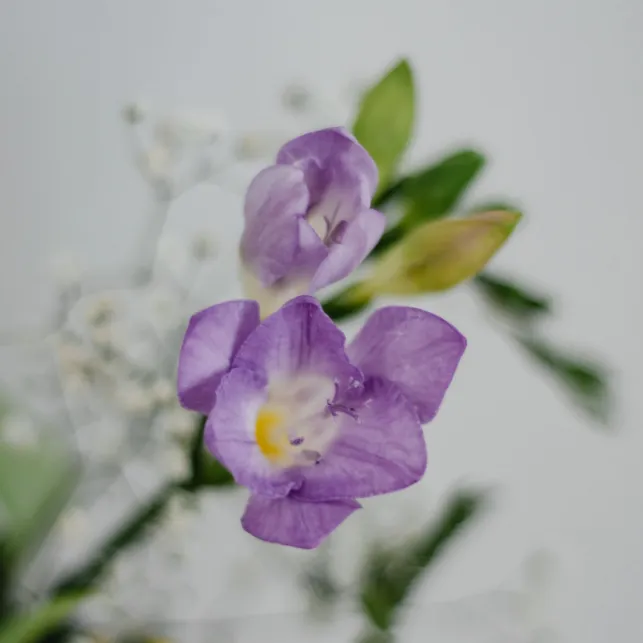 Petite fleur délicate aux pétales violets et parfumés, le freesia sublimera vos jardins et bouquets