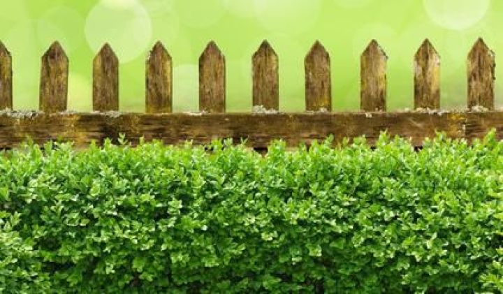 Haies de jardin Haies de jardin