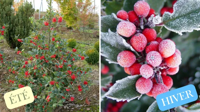 Houx Été vs Hiver