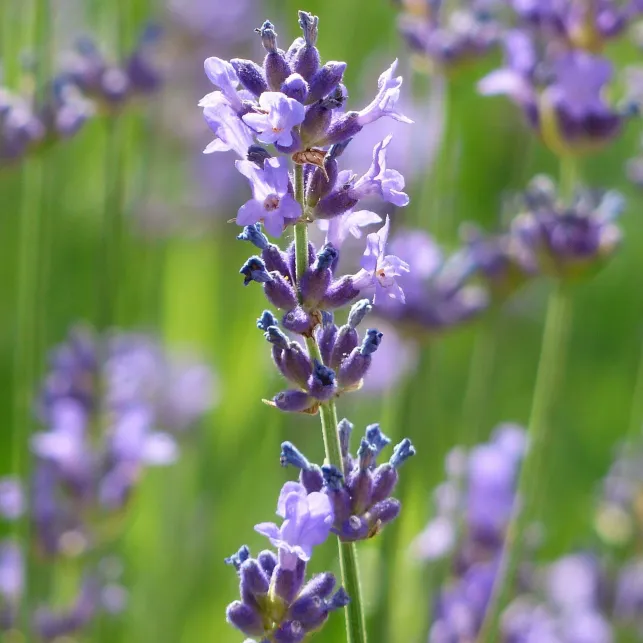 En rocailles ou en massifs, l'arbuste nain de l'hysope officinale ornera et parfumera votre jardin