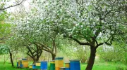 Installer des ruches à abeilles dans son jardin