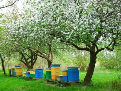 Installer des ruches à abeilles dans son jardin