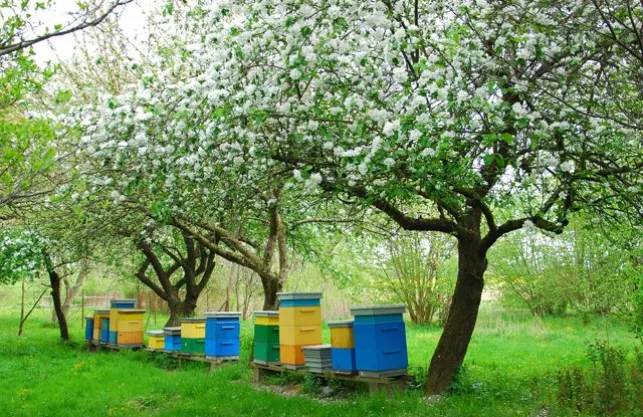 Installer des ruches à abeilles dans son jardin