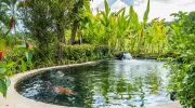 Installer un bassin naturel dans un jardin