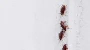 Invasion d’insectes coléoptères dans une maison : que faire&nbsp;?